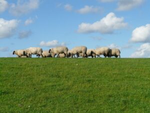 flock-of-sheep-57707_1280